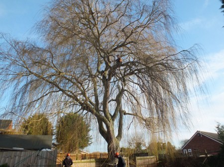 willow-before